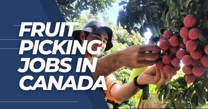 fruit picking jobs in canada